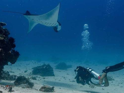 Scuba Junkie Sangalaki