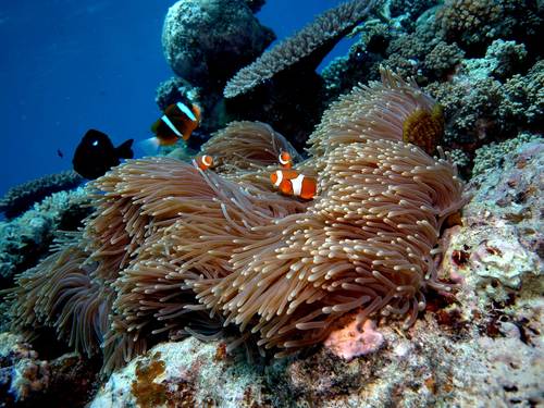 Scuba IQ