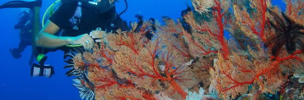 Blue Marlin Dive Komodo