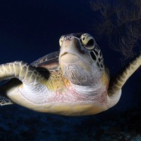 Dharavandhoo Divers Maldives