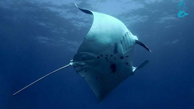 Siren Diving Lembongan