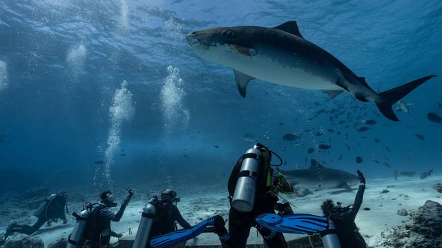 Shark Island Dive