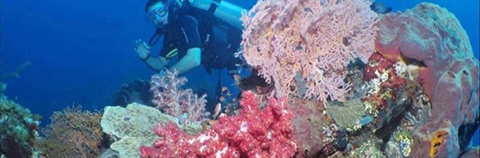 Scuba Duba Doo
