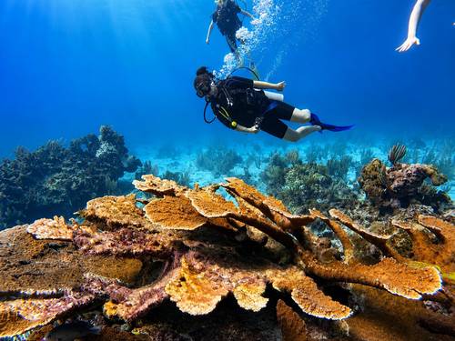 Seatizen Divers Cancun