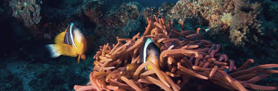 Felidhoo Dive Club