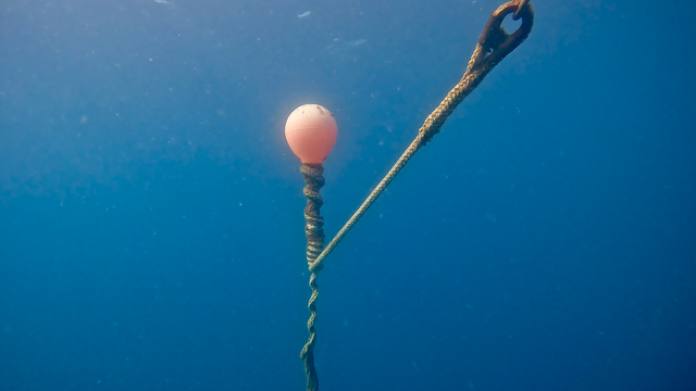 Dive Coaching Australia