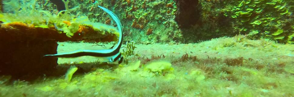 Cozumel Diving Trip