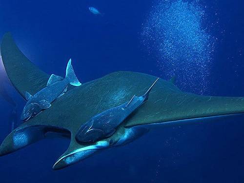 Best Spot Azores Dive Center