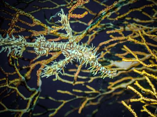 Nyande Raja Ampat Dive Resort