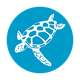 Ocean Turtle Diving
