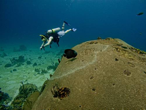 Tobago Dive Experience