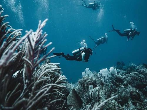 Reef Gliders