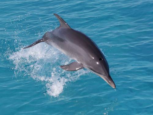 Dolphin Dream
