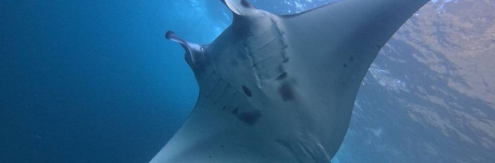 Lembongan Snorkeling Trips
