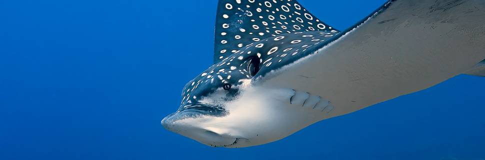 CozuDive – Scuba Diving & Snorkeling Cozumel