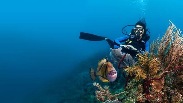 Reef Oasis Viva Dominican