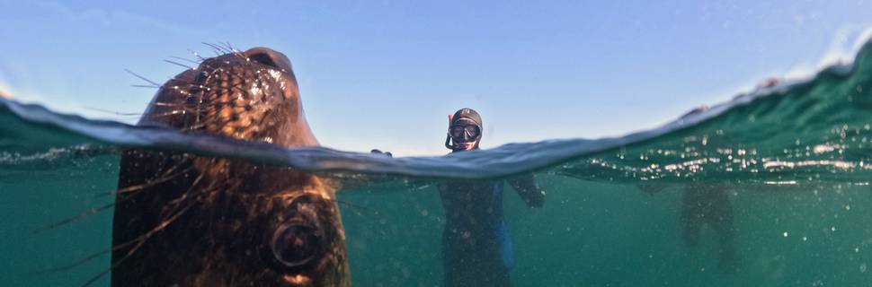 Madryn Buceo