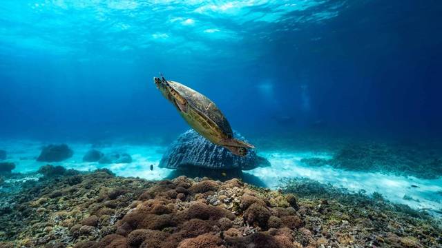 Manta Dive Gili Trawangan