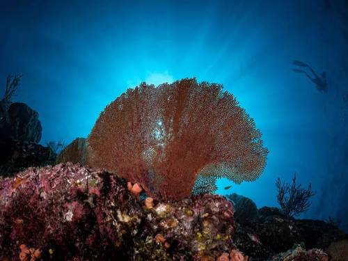 Baja Underwater Expeditions – Ocean Safari & Dive Center La Ventana