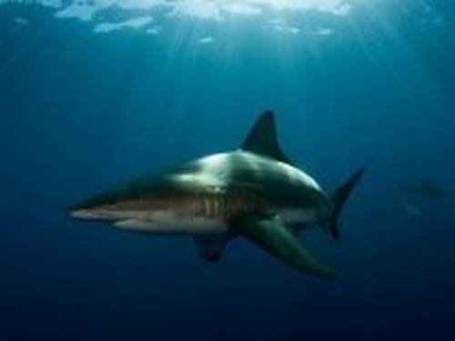 ScubaAddicts Mozambique