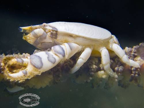 Chaloklum Diving