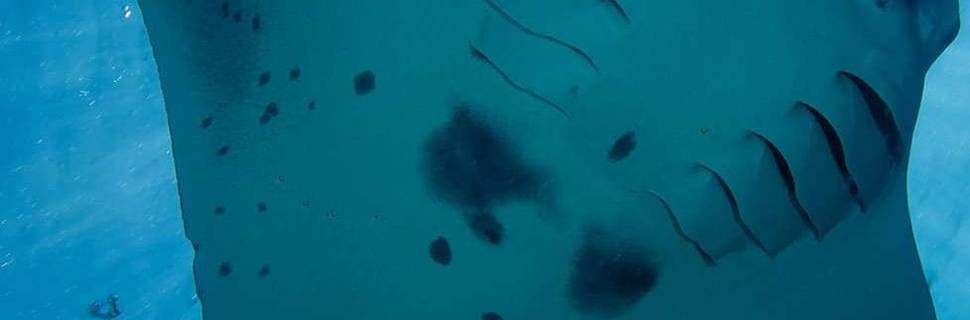 Kuredu Prodivers