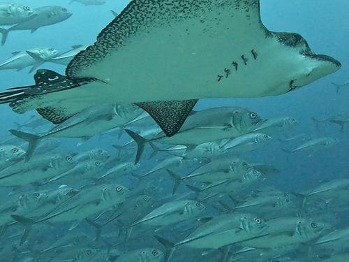 Eagleray Tours Viajes y Turismo