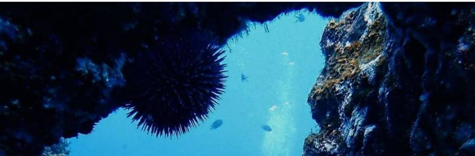 Twin Peaks Diving Centre