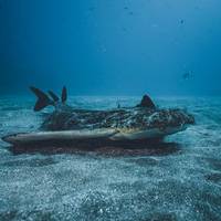 Leagues Ahead Diving