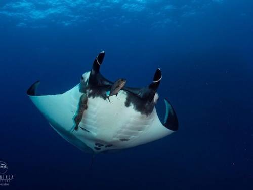 Dive Ninja Expeditions