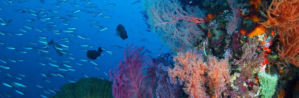 Raya Divers Co, Ltd.