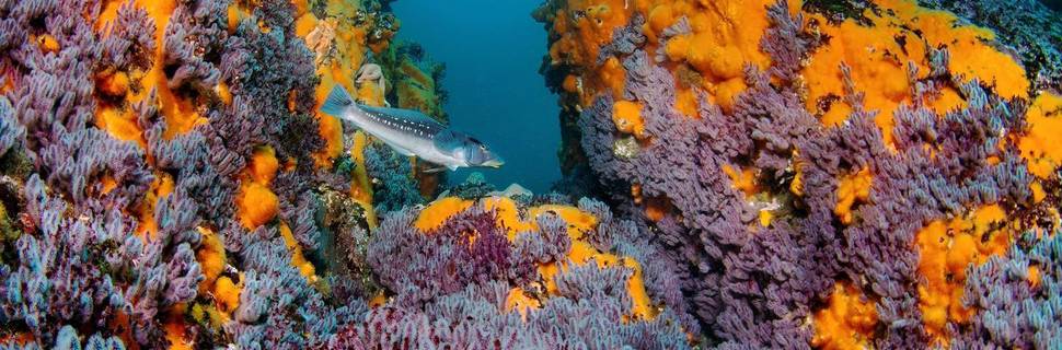 Buceo Pichicuy