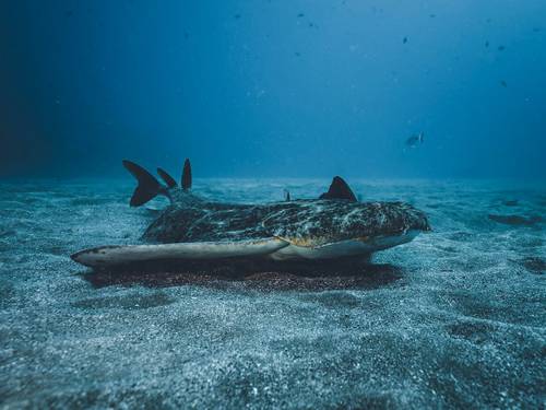 Leagues Ahead Diving