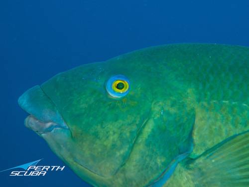 Perth Scuba