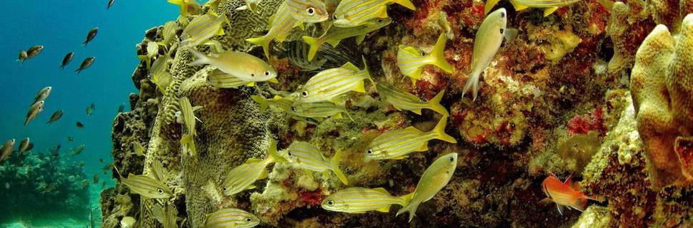 Eastern Caribbean Diving