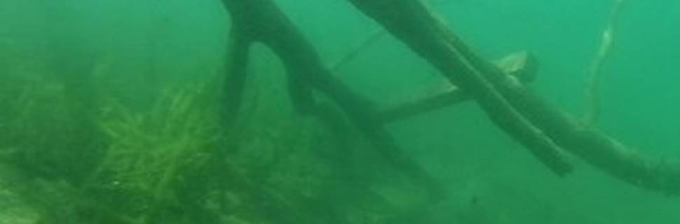 Aquanaut Darmstadt