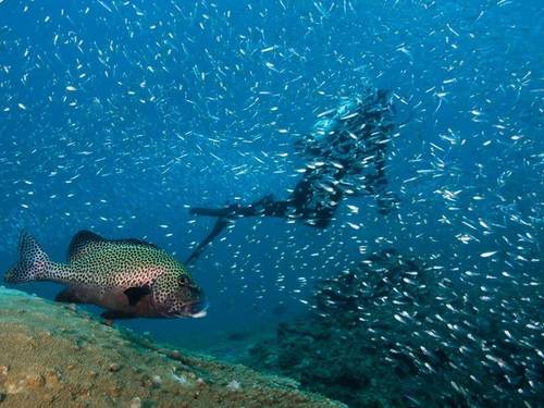 Exmouth Dive & Whalesharks Ningaloo