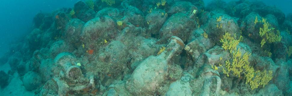 Foka Diving