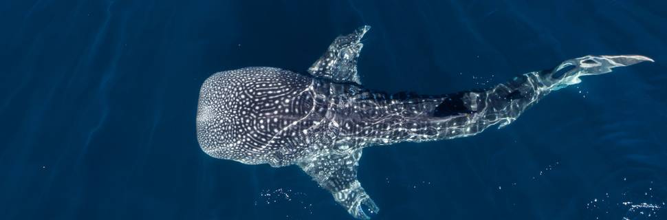 Atoll Divers Seychelles