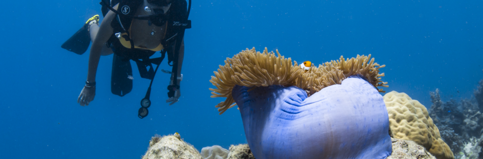 Bawah Reserve Dive Centre