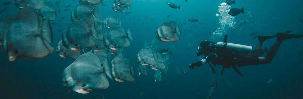 DPM Diving Koh Tao