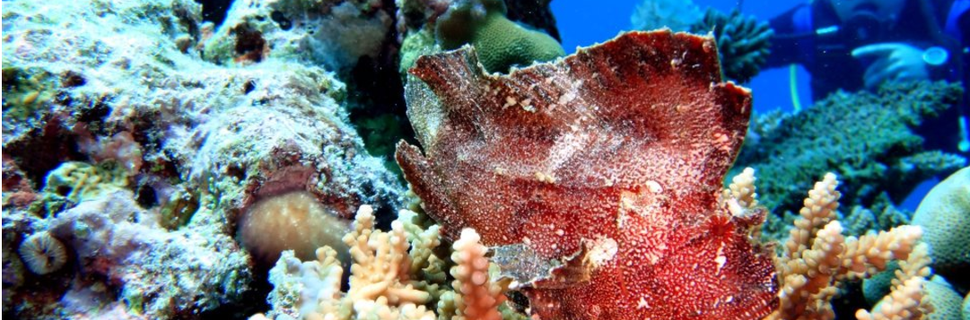 Dive Desk