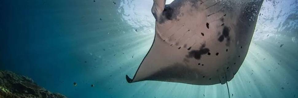 Neptune Scuba Diving Bali