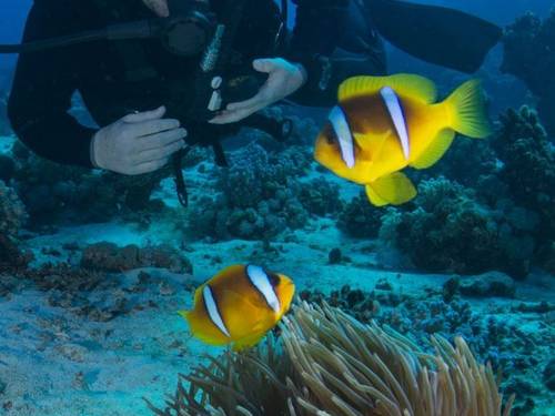 Aqua Sharm DC