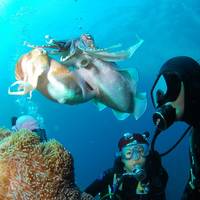 Blue Submarine Diving Center - Happy Life Beach Marsa Alam