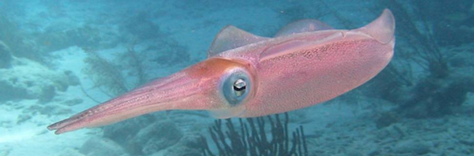 Cowa Diving