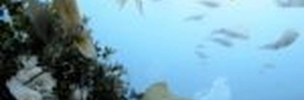 The Dives