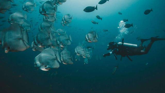 DPM Diving Koh Tao