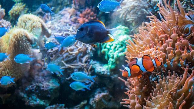 Bali Bubbles Dive Center