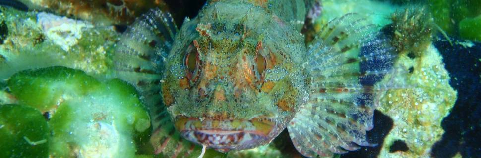 Blue Fin Divers Naxos Scuba Diving Center - PADI 5 Star IDC Resort